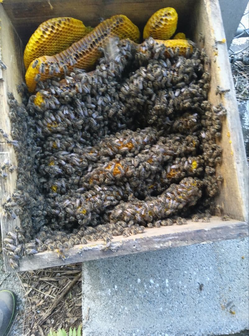 南国土佐の百花蜜　ニホンミツバチ蜂蜜　無添加　無加工　たれ蜜 2400g