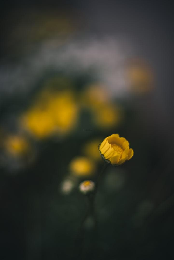 8枚玉！Super-Takumar 50mm f1.4 前期 オールドレンズ