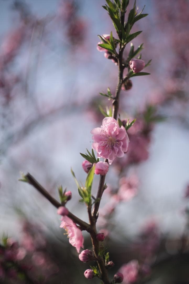 8枚玉！Super-Takumar 50mm f1.4 前期 オールドレンズ