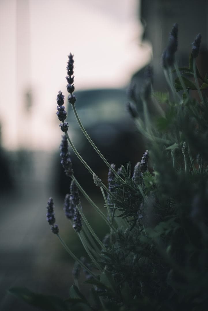 8枚玉！Super-Takumar 50mm f1.4 前期 オールドレンズ