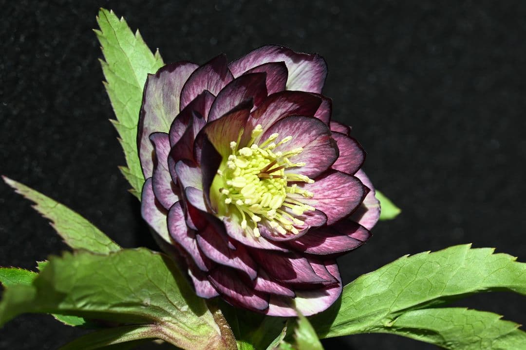 クリスマスローズ　ddバイカラーグレープ　加藤農園