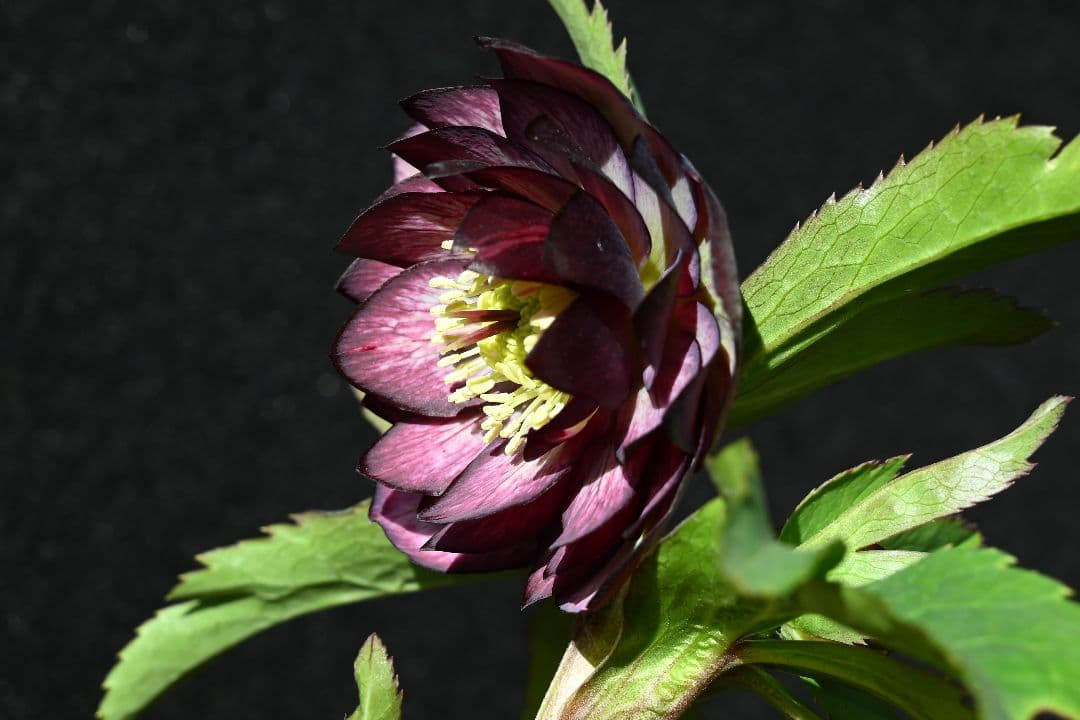 クリスマスローズ　ddバイカラーグレープ　加藤農園