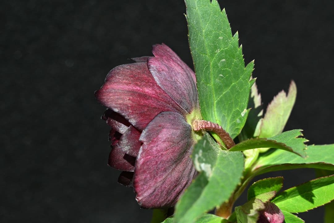 クリスマスローズ　ddバイカラーグレープ　加藤農園