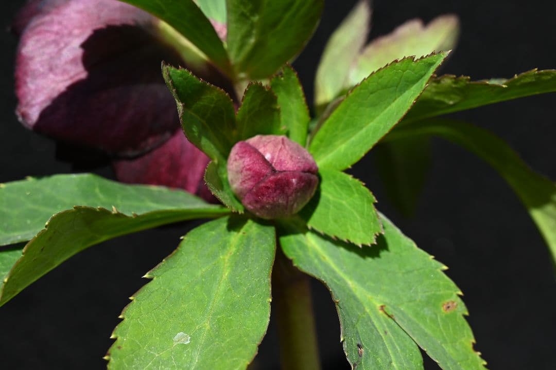 クリスマスローズ　ddバイカラーグレープ　加藤農園