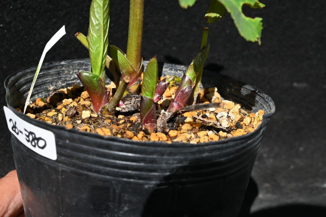 クリスマスローズ　ddバイカラーグレープ　加藤農園