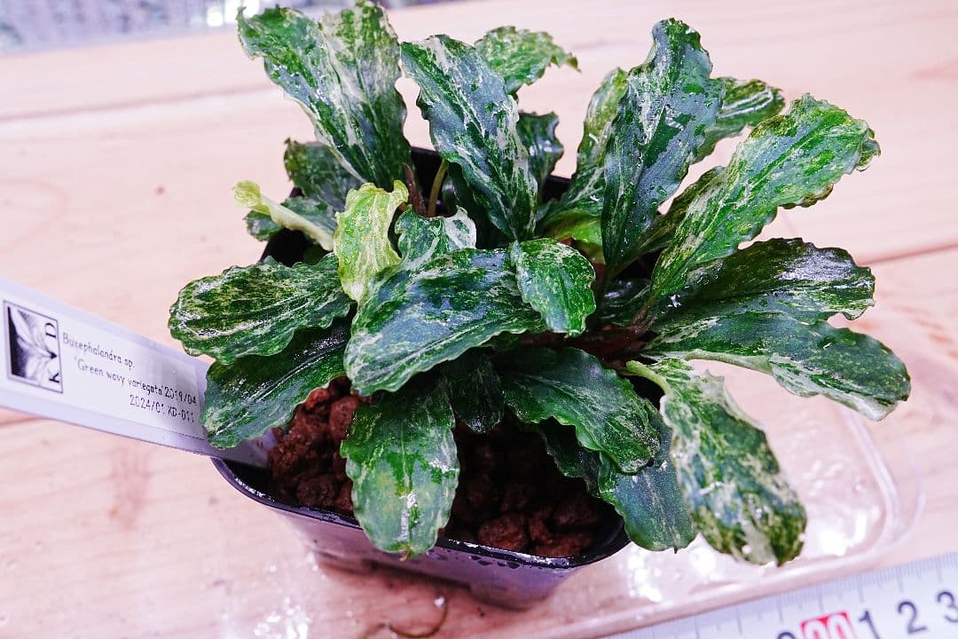 ブセファランドラsp. グリーンウェービー 斑入り バリエガータ　水上葉　無農薬