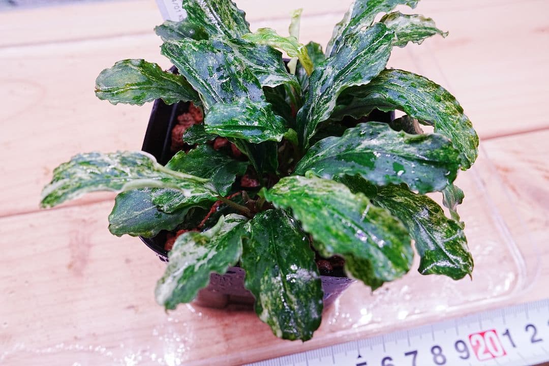 ブセファランドラsp. グリーンウェービー 斑入り バリエガータ　水上葉　無農薬