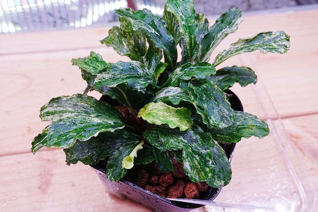 ブセファランドラsp. グリーンウェービー 斑入り バリエガータ　水上葉　無農薬