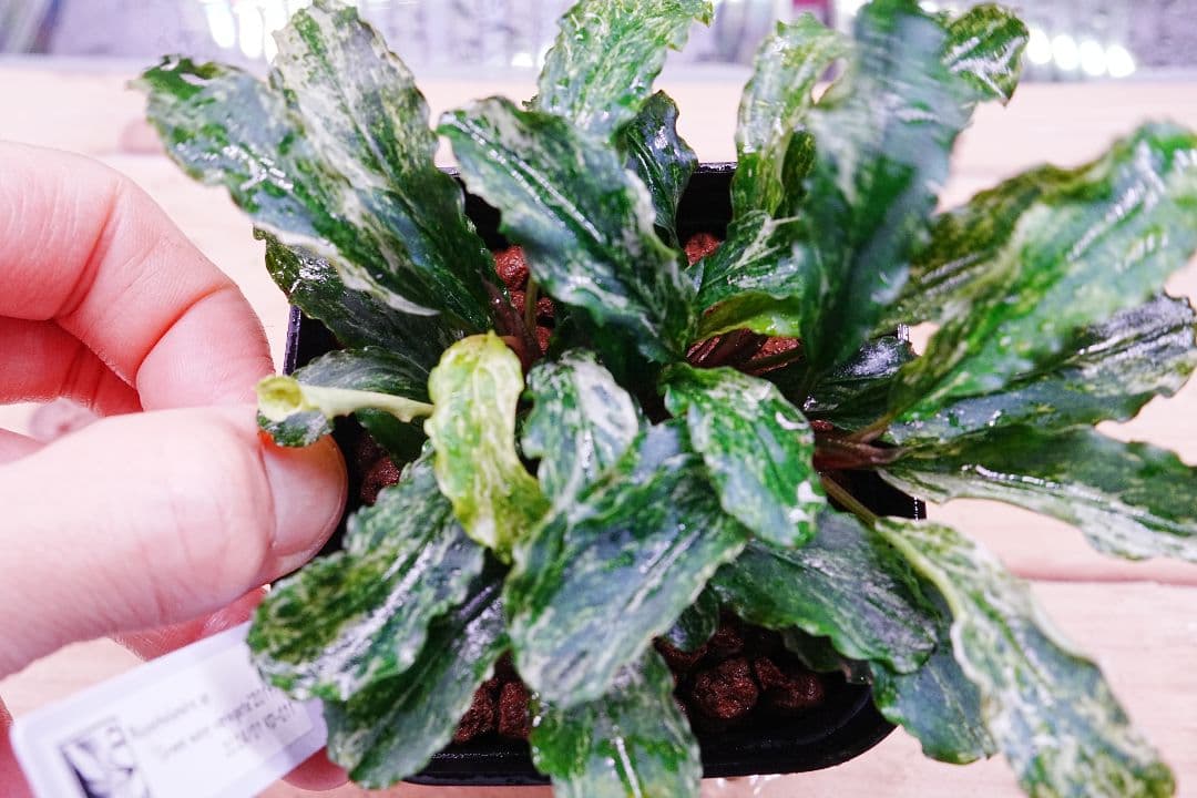 ブセファランドラsp. グリーンウェービー 斑入り バリエガータ　水上葉　無農薬