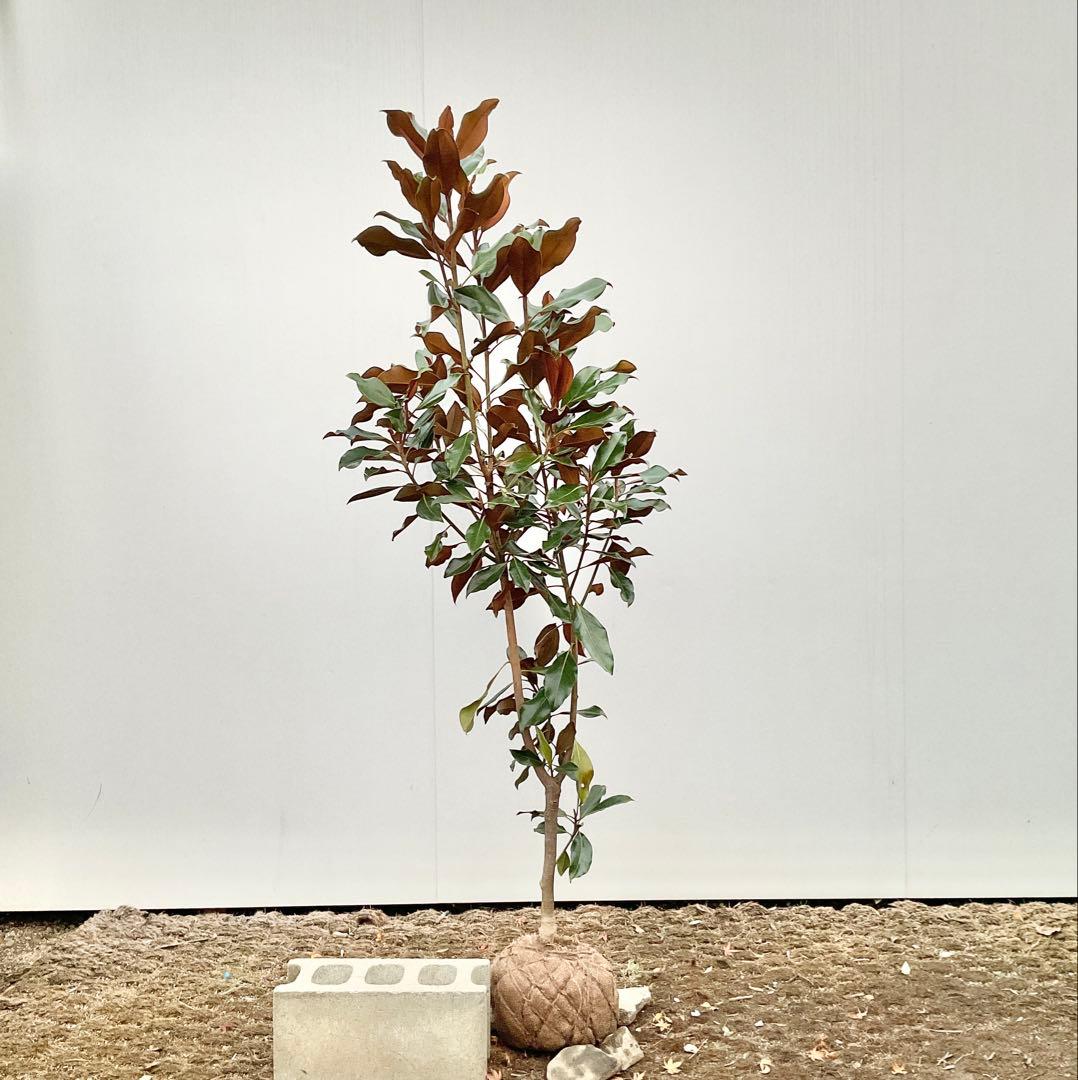 猫山さん専用　タイサンボク　ケイパレス/ 949