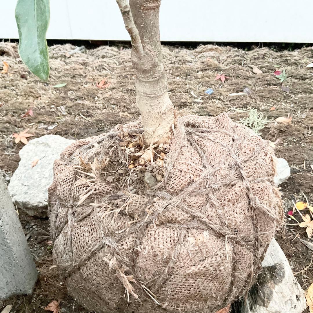 猫山さん専用　タイサンボク　ケイパレス/ 949