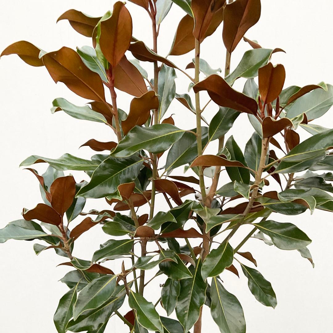 猫山さん専用　タイサンボク　ケイパレス/ 949