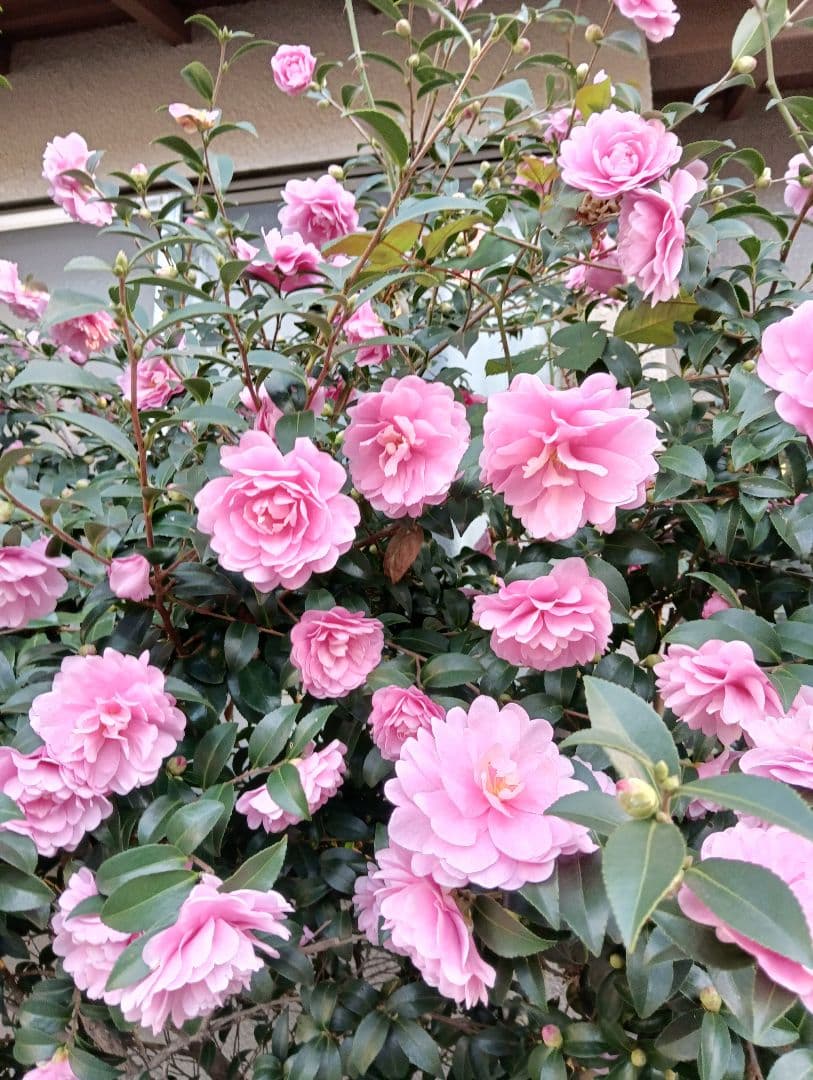 アルティーダウード　南洋真珠　専用