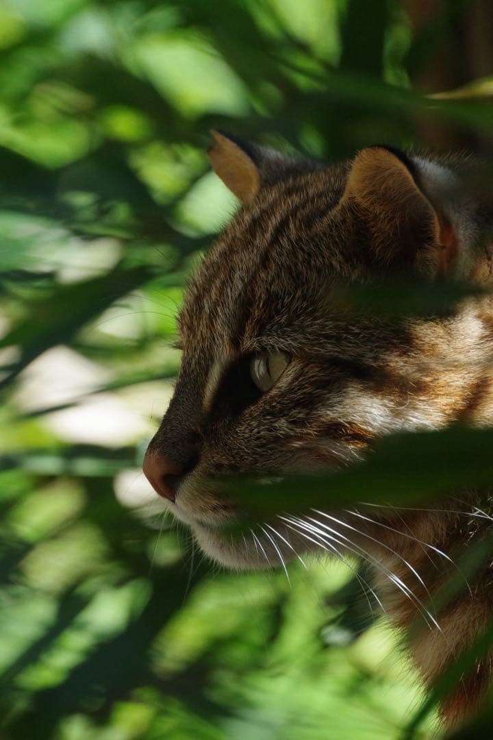 レンズ(ズーム) MIKI