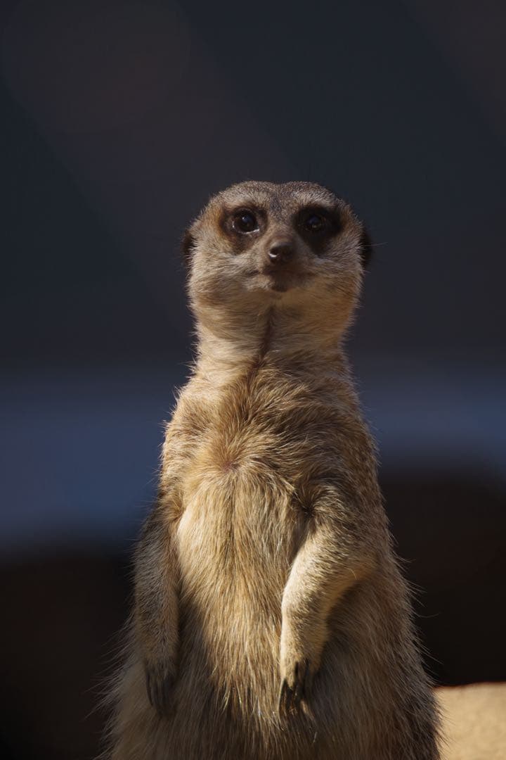 レンズ(ズーム) MIKI