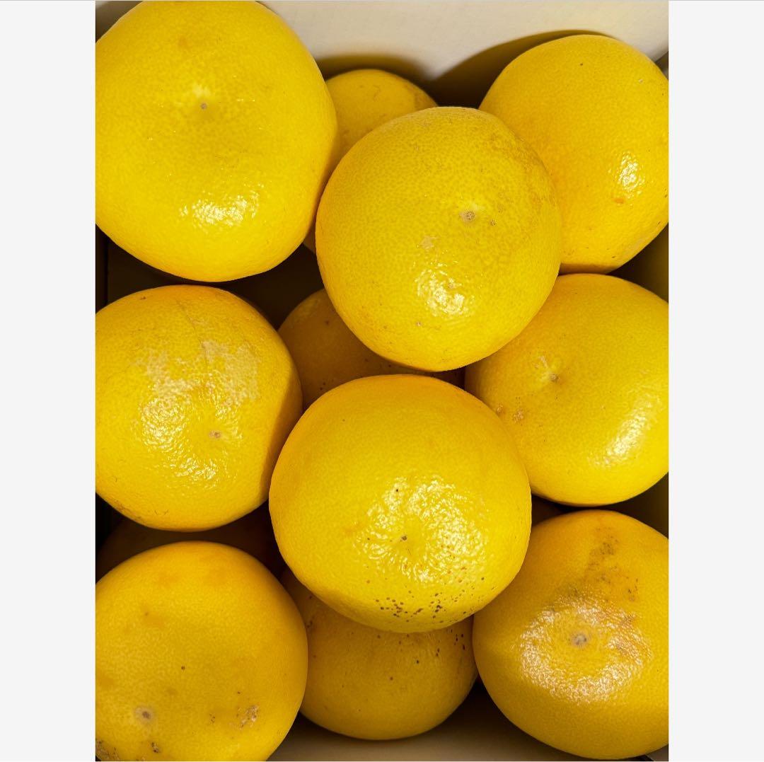 10高知特産 露地栽培 土佐文旦 3L4L文旦 約20kg 大玉 サイズ