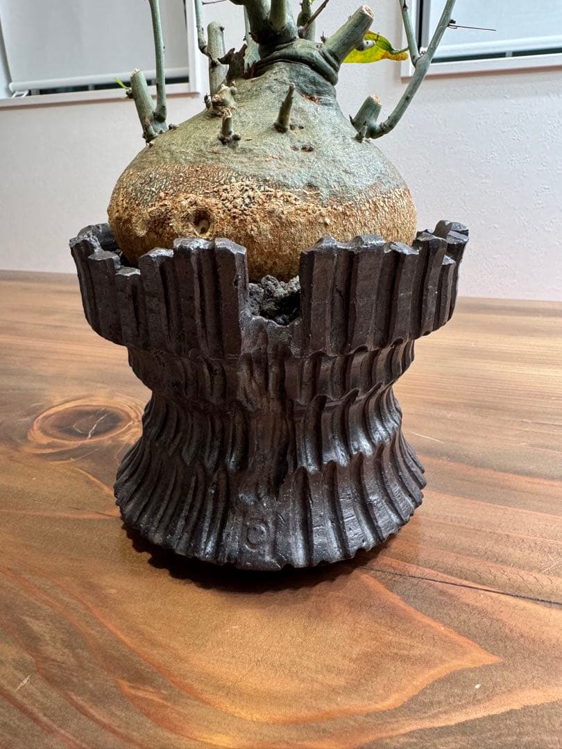 \" Adenia spinosa \" アデニア スピノーサ 陶器鉢 現地球