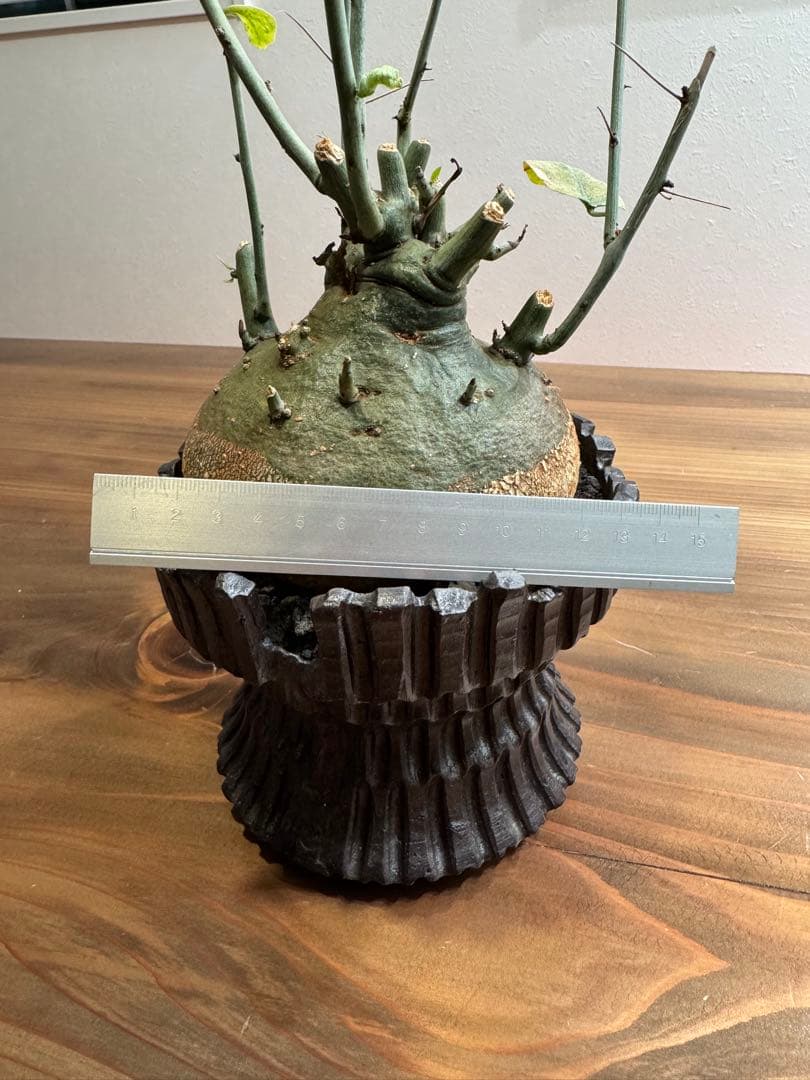 \" Adenia spinosa \" アデニア スピノーサ 陶器鉢 現地球