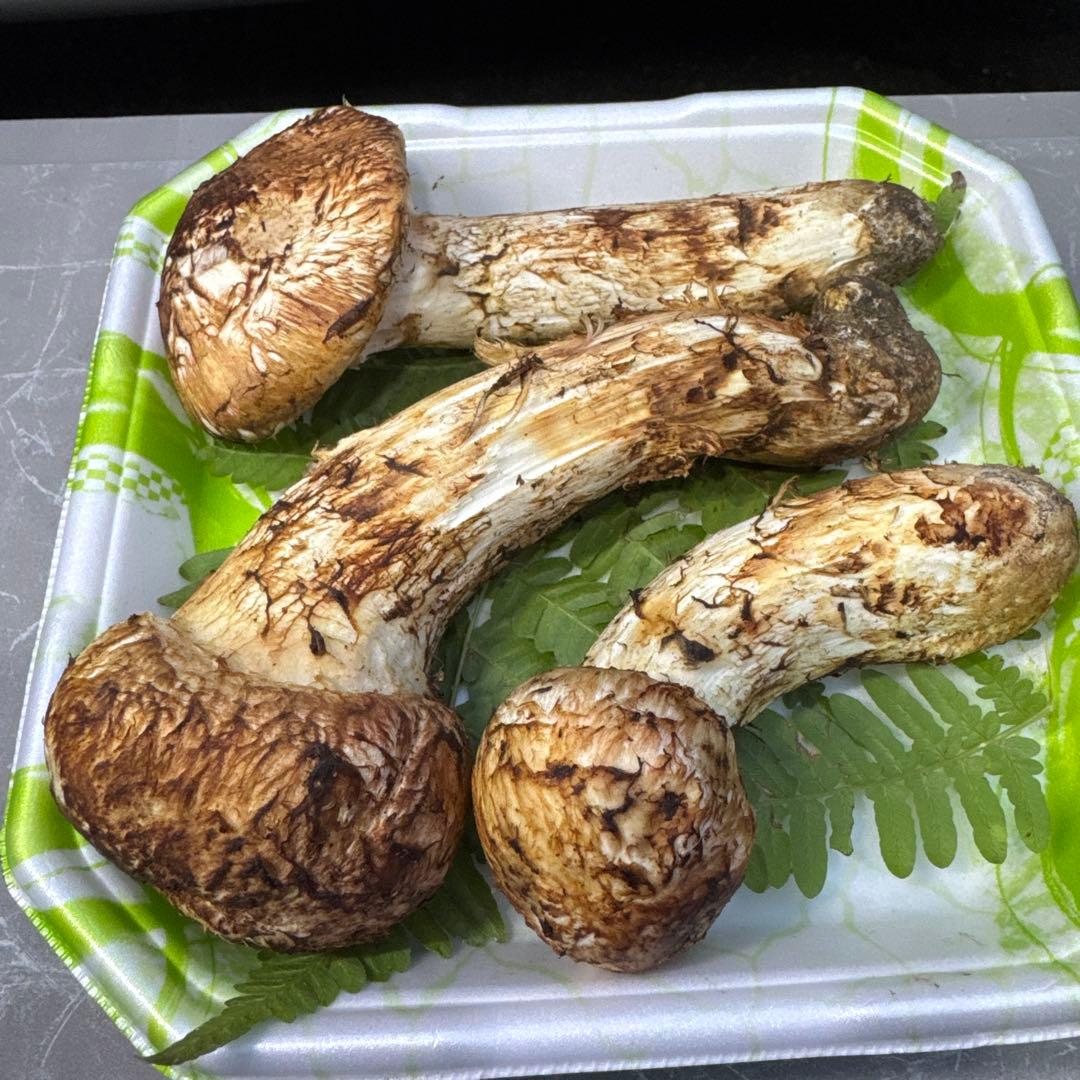 岩手県産　採れたて！　マツタケ　松茸　まつたけ　国産　天然