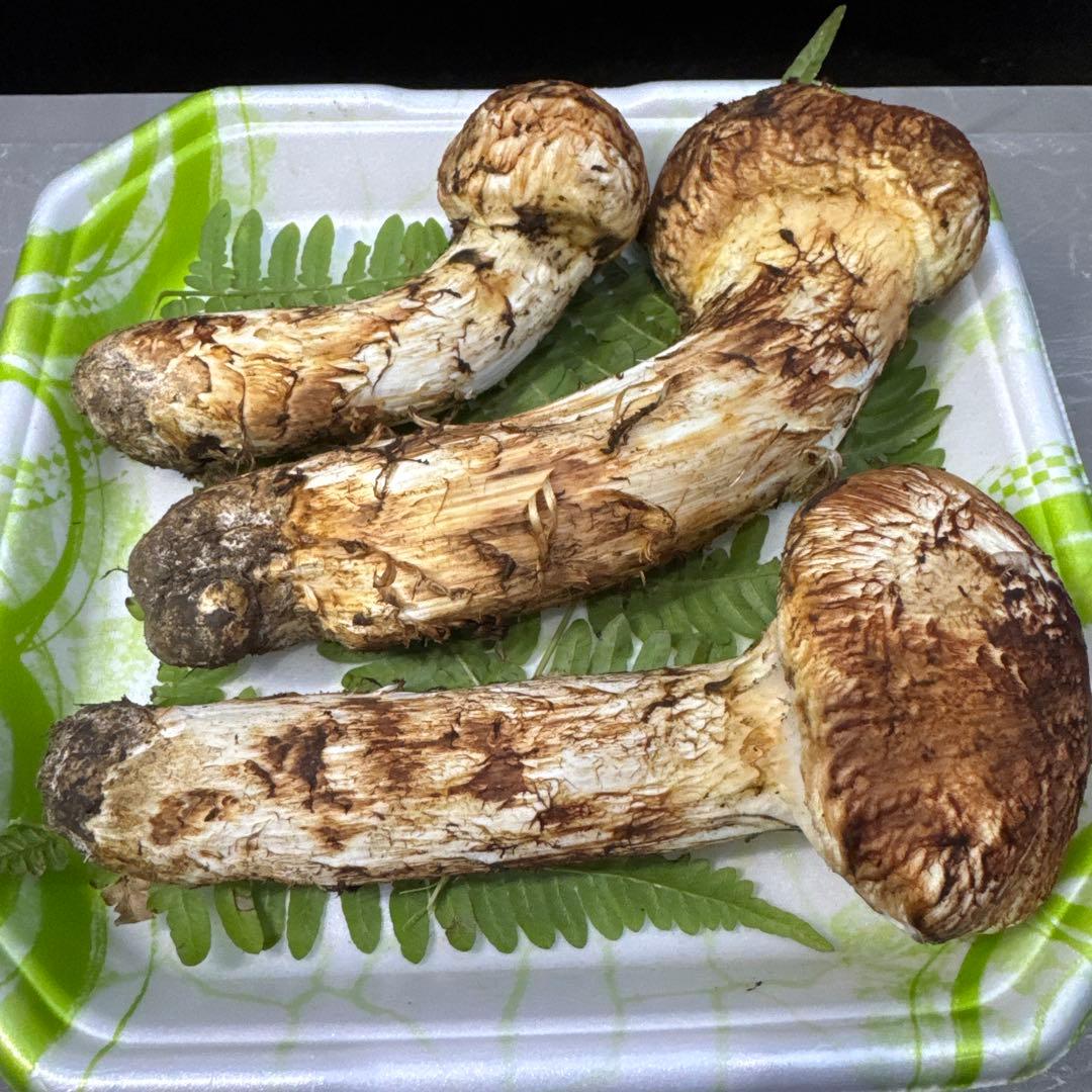 岩手県産　採れたて！　マツタケ　松茸　まつたけ　国産　天然