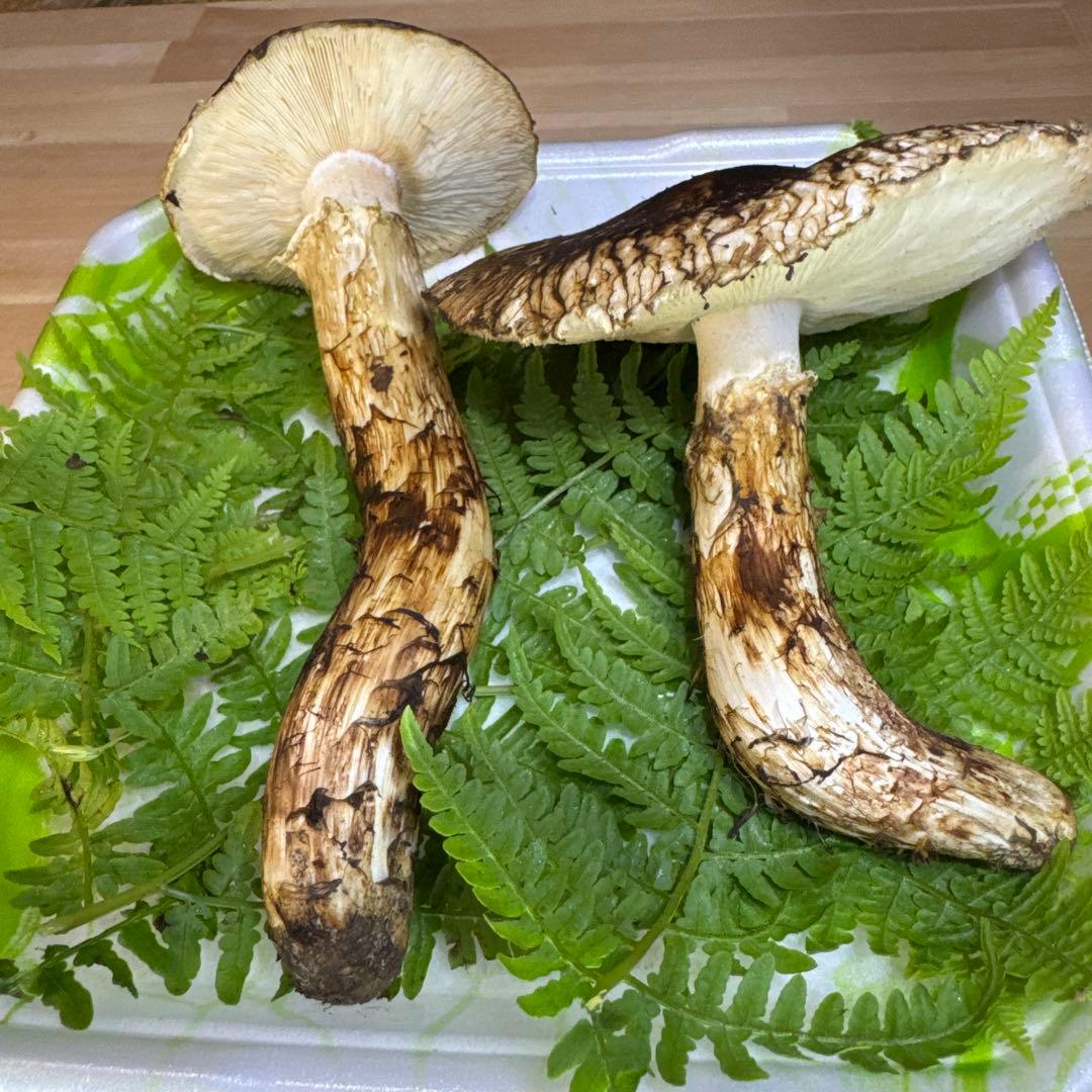 岩手県産　採れたて！　松茸　マツタケ　まつたけ　国産　天然