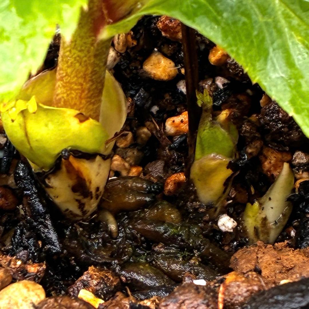 も*読様 3501☘️蕾花タグ付☘️糸ピコSD⭐️イエローフジタ⭐️小輪⭐️オー