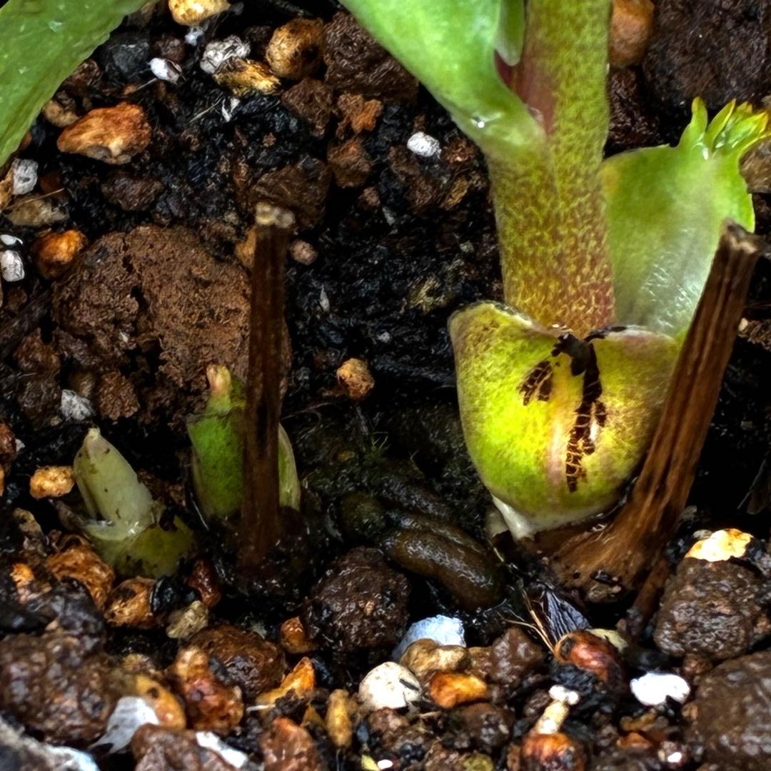 も*読様 3501☘️蕾花タグ付☘️糸ピコSD⭐️イエローフジタ⭐️小輪⭐️オー