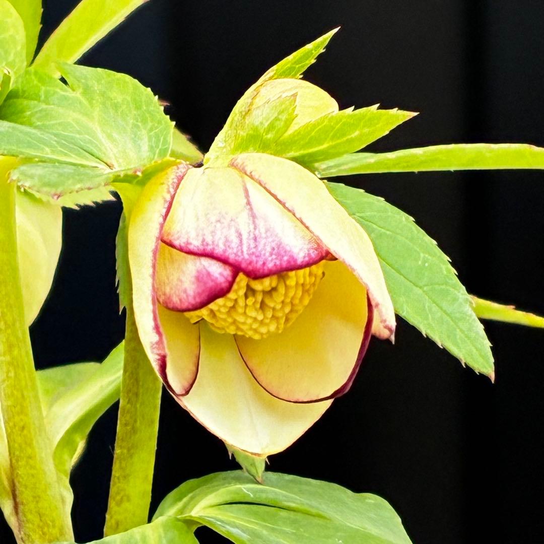 も*読様 3501☘️蕾花タグ付☘️糸ピコSD⭐️イエローフジタ⭐️小輪⭐️オー