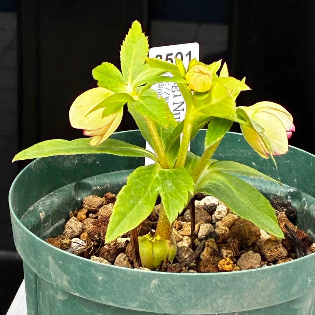 も*読様 3501☘️蕾花タグ付☘️糸ピコSD⭐️イエローフジタ⭐️小輪⭐️オー