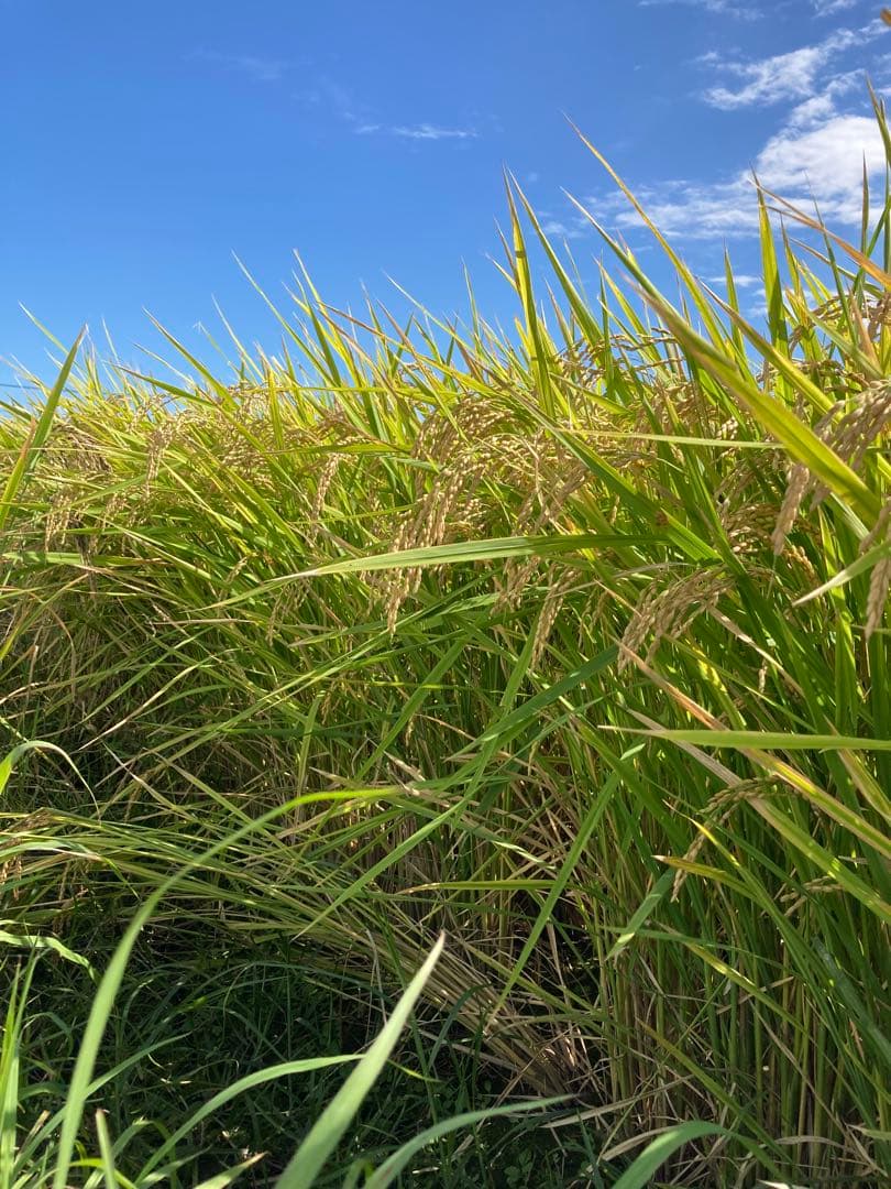 【 ぱぴ絵さま専用 】