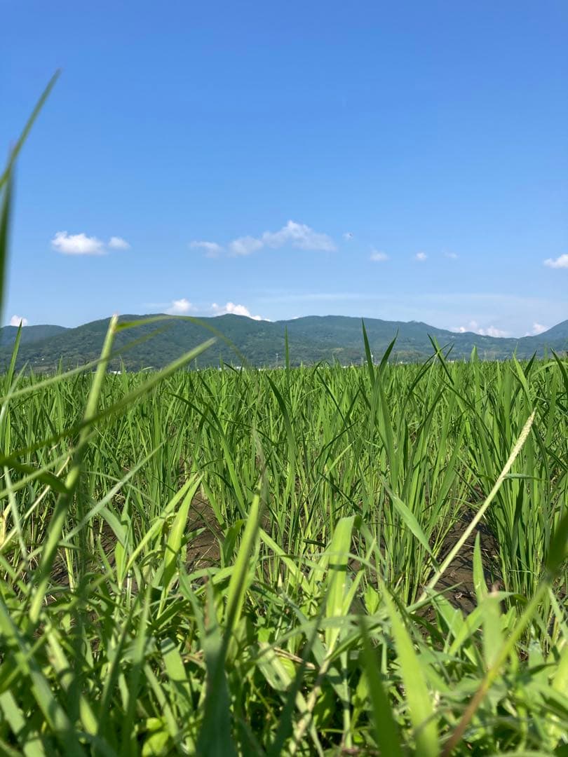 【 ぱぴ絵さま専用 】