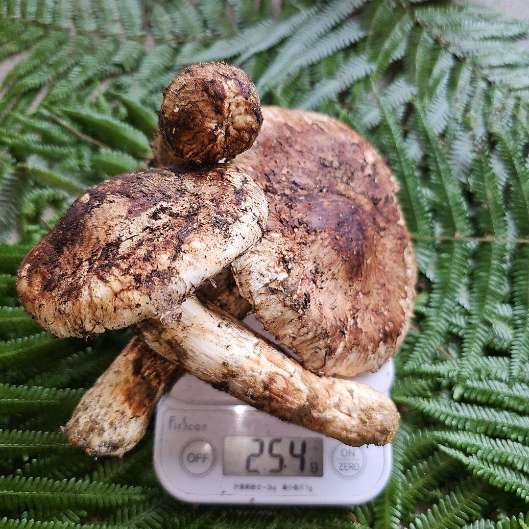 広島県産 松茸 254g