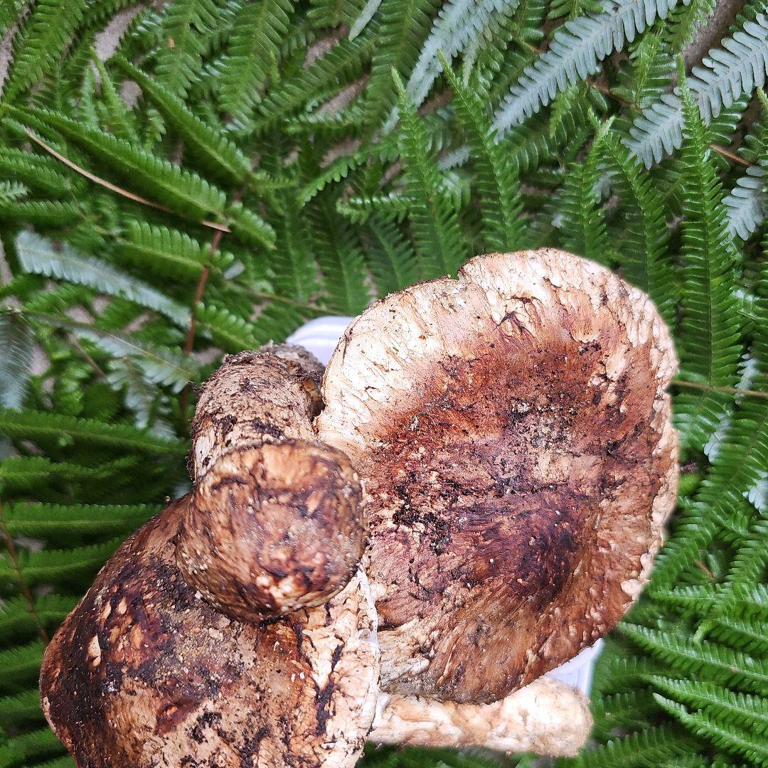 広島県産 松茸 254g