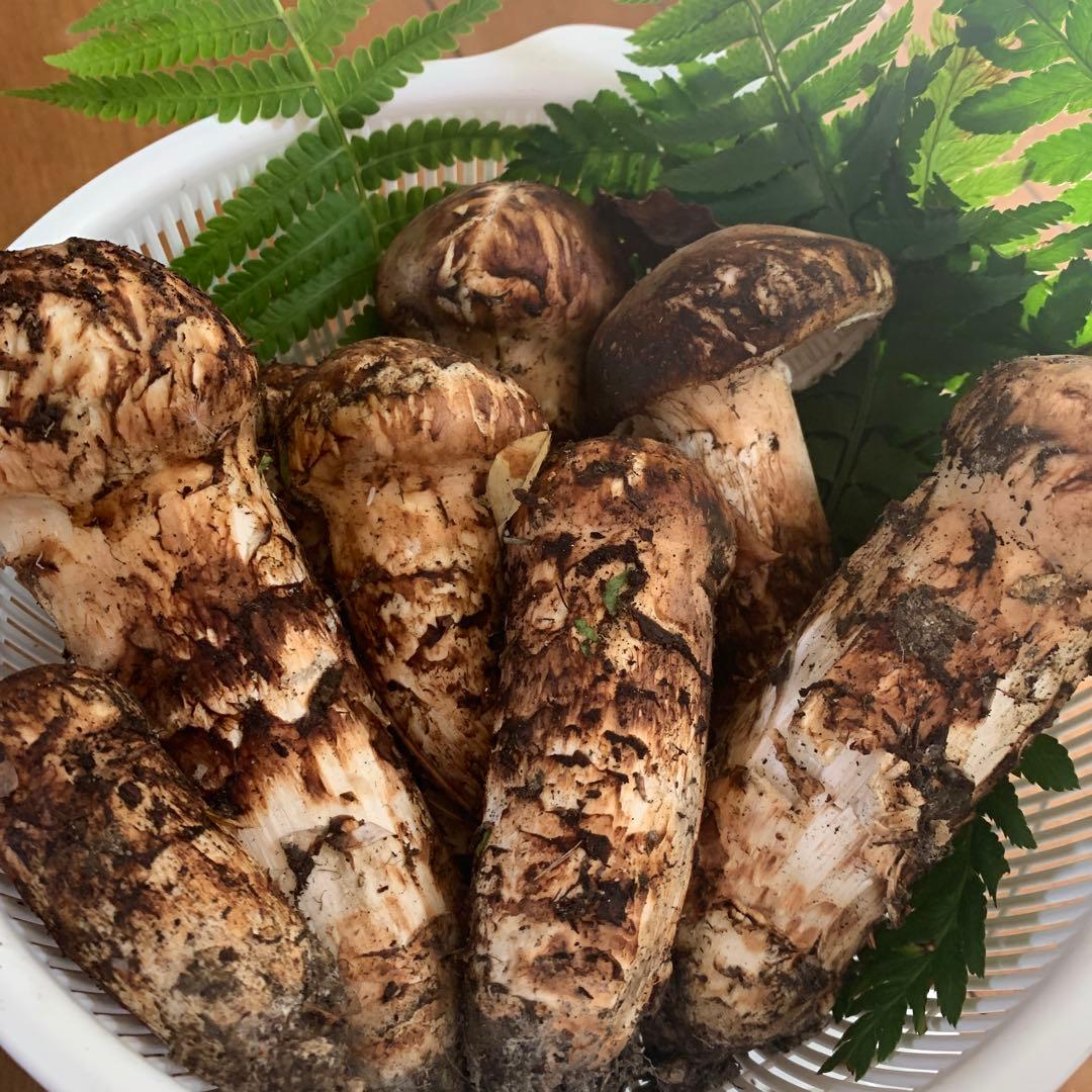 岩手県産　天然松茸　大量　423g 最後なので送料込み！