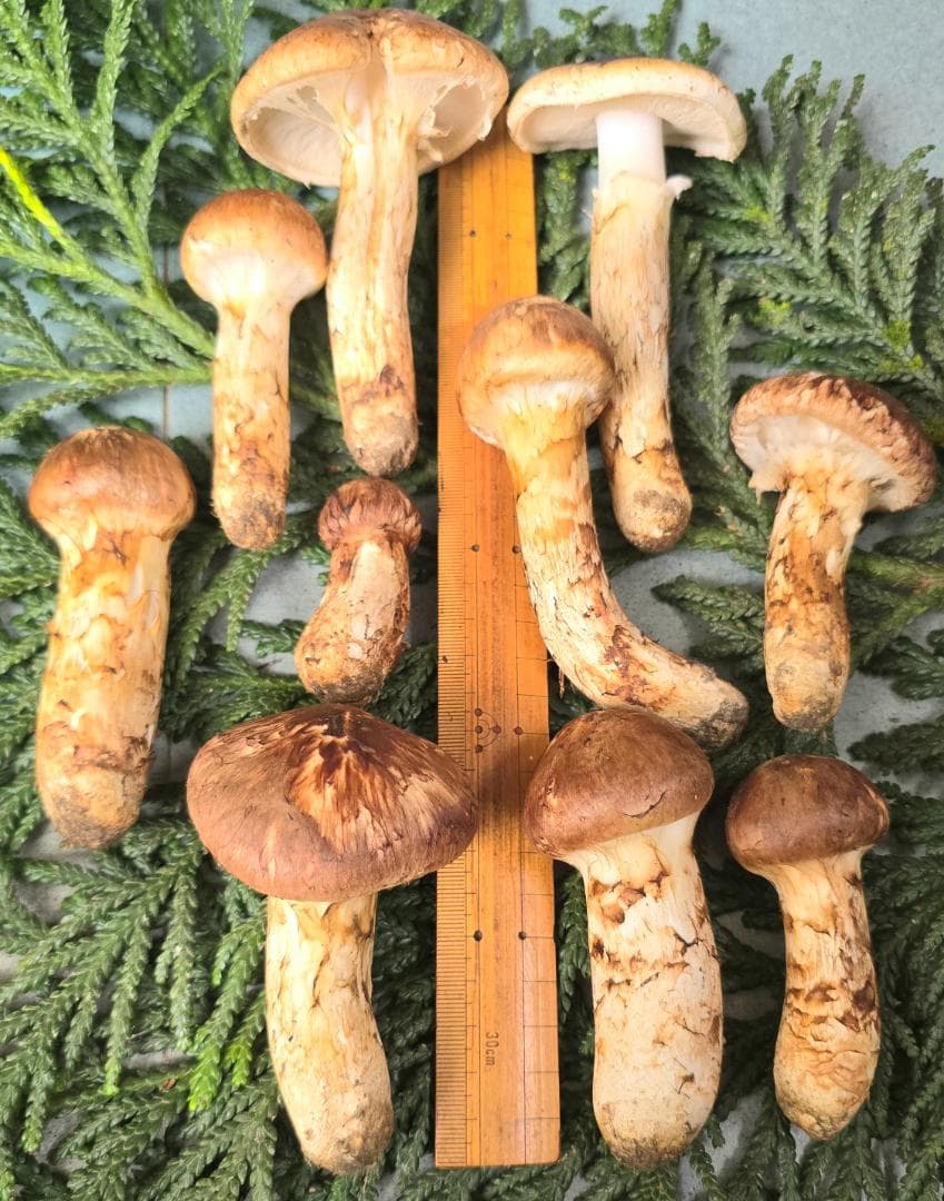 松茸 岩手県産 388g+おまけ(245g) 10月19日獲れ