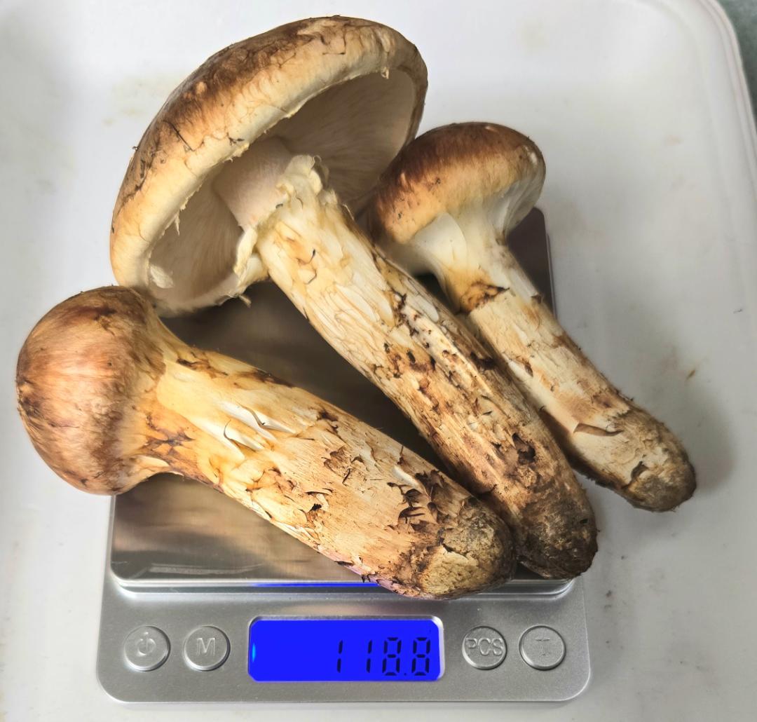 松茸 岩手県産 388g+おまけ(245g) 10月19日獲れ