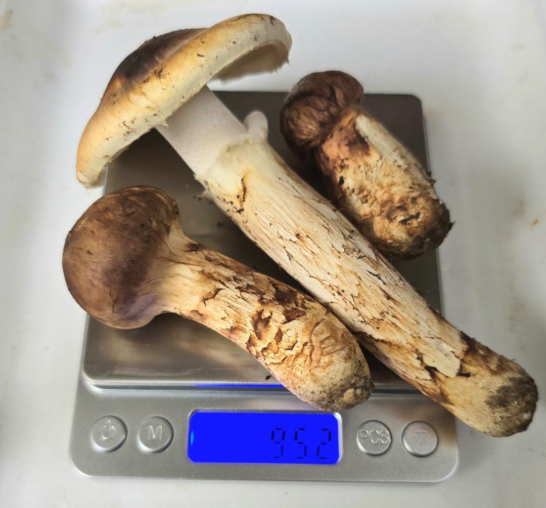 松茸 岩手県産 388g+おまけ(245g) 10月19日獲れ