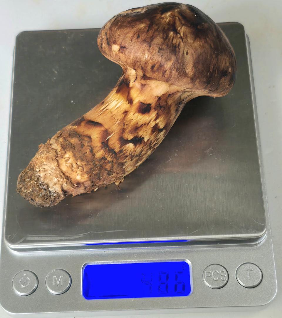 松茸 岩手県産 388g+おまけ(245g) 10月19日獲れ