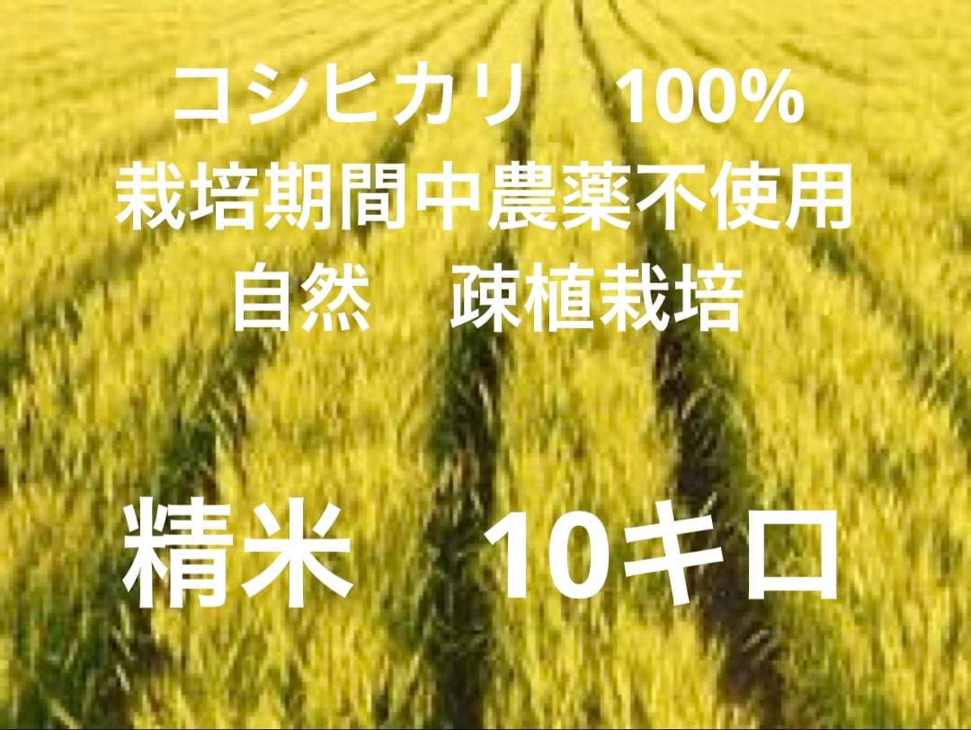 コシヒカリ　10キロ(精米)
