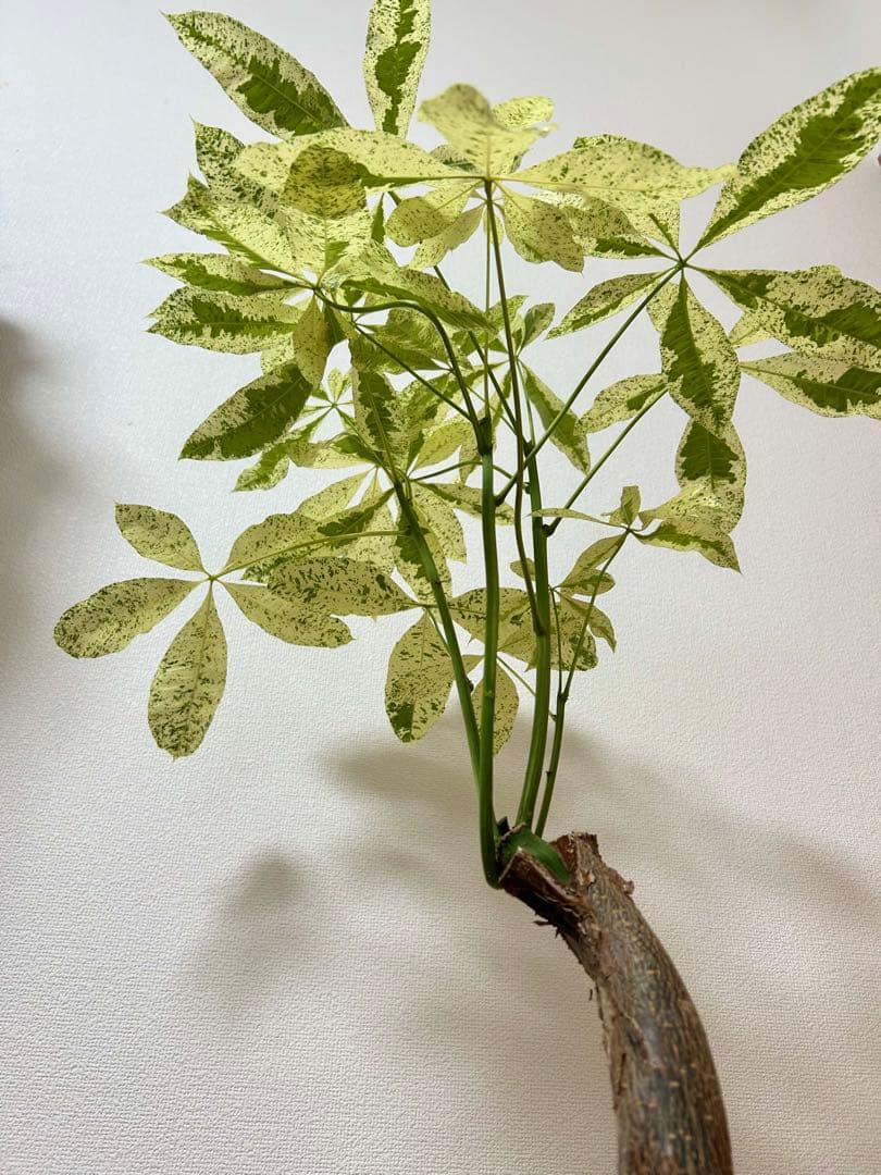 ❇ パキラ　ミルキーウェイ（美形）