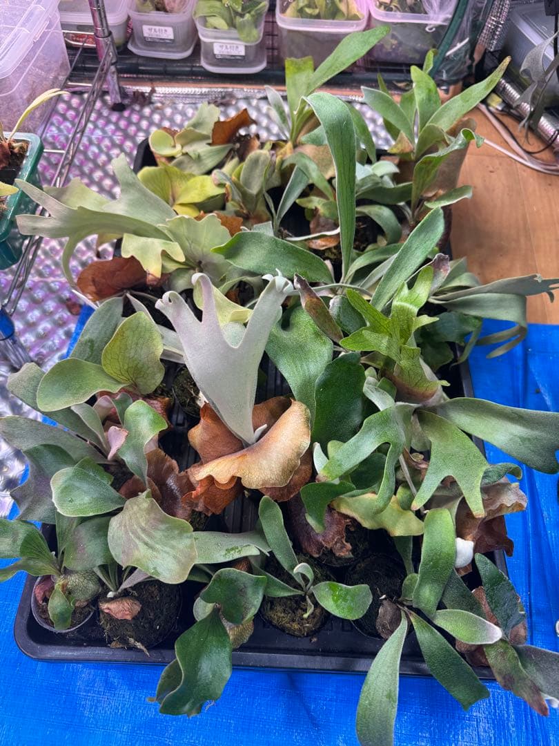 f*_様 30株くらい　ビカクシダ　色々