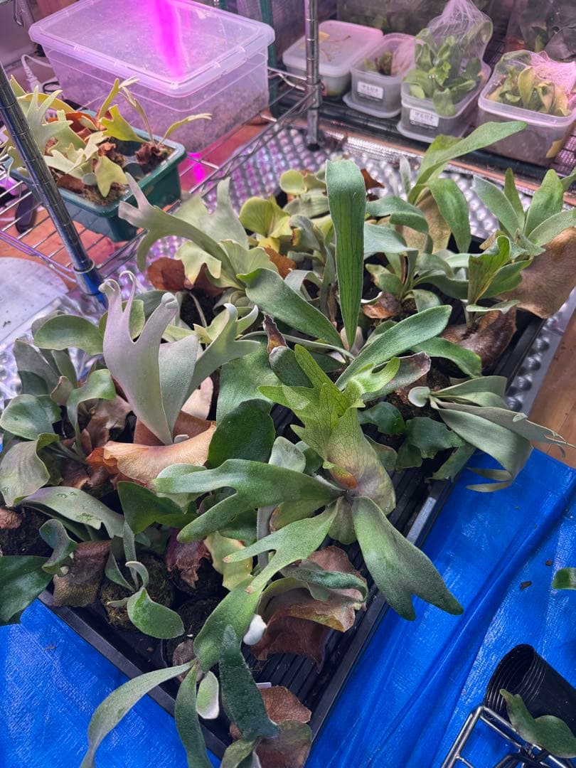 f*_様 30株くらい　ビカクシダ　色々