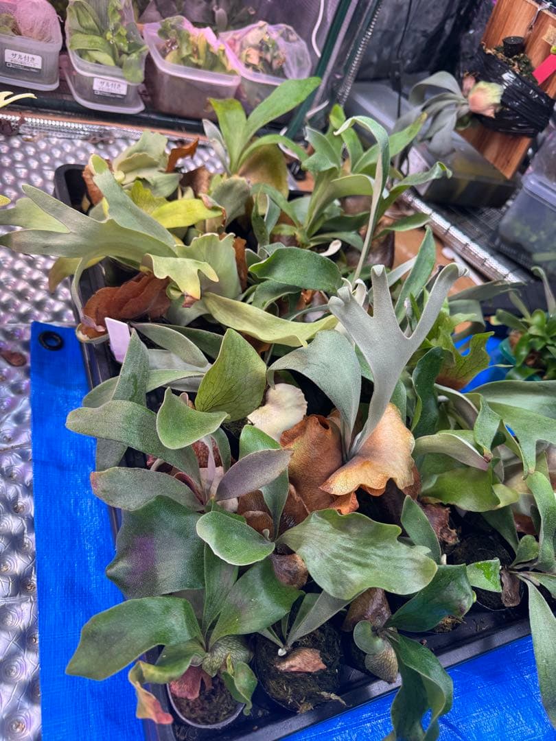 f*_様 30株くらい　ビカクシダ　色々