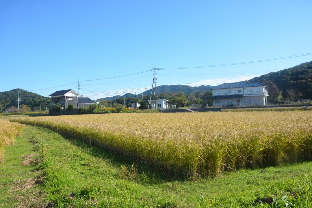 イセヒカリ10kg玄米　たけ爺ブランド栽培期間中無化学肥料・栽培期間中無農薬栽培