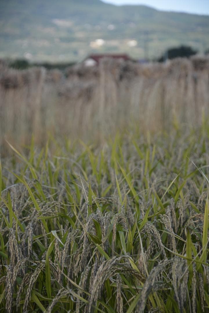 イセヒカリ10kg玄米　たけ爺ブランド栽培期間中無化学肥料・栽培期間中無農薬栽培