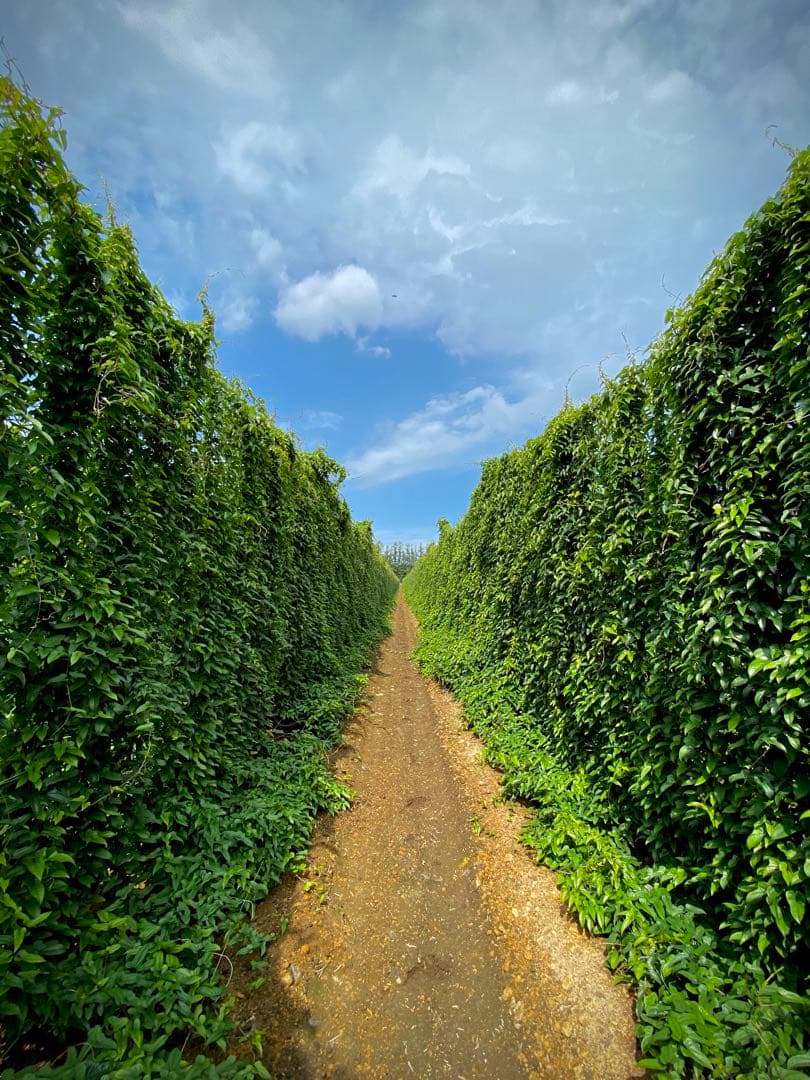 新物！北海道十勝産　長芋　贈答品　10キロと贈答品5キロ