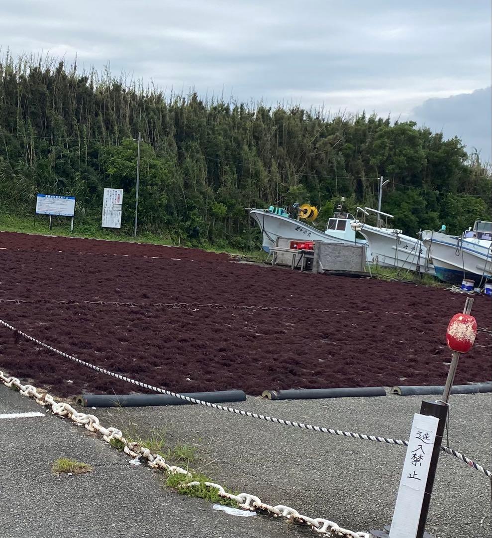 南房総産　天草　ところてん8キロ