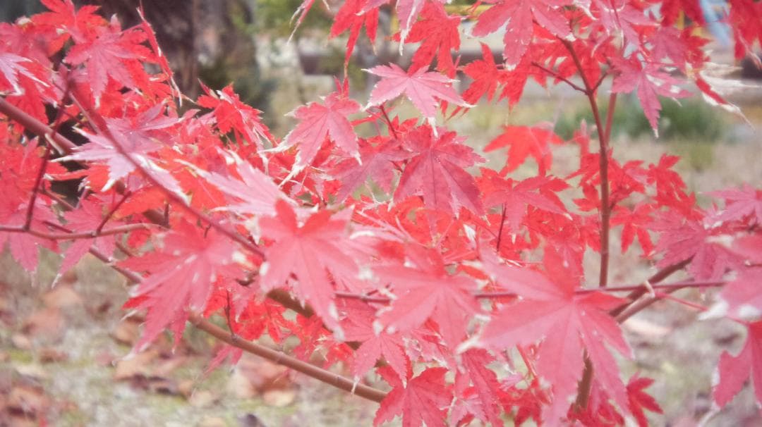 【写ルンです感覚のコンデジ】LUMIX DMC-GF3 32mm スマホ転送OK