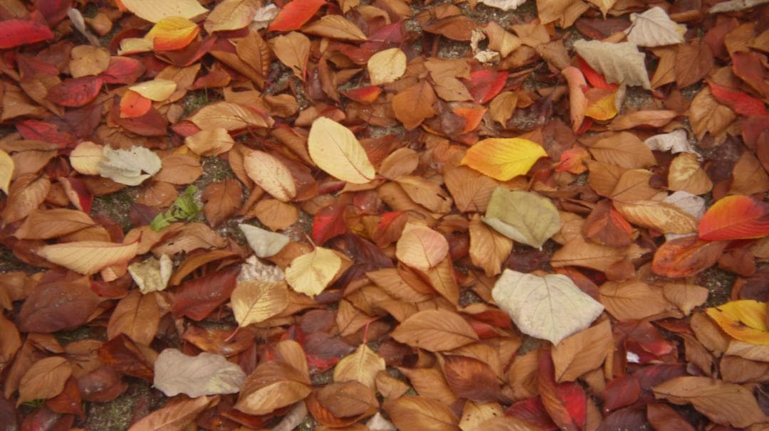 【写ルンです感覚のコンデジ】LUMIX DMC-GF3 32mm スマホ転送OK