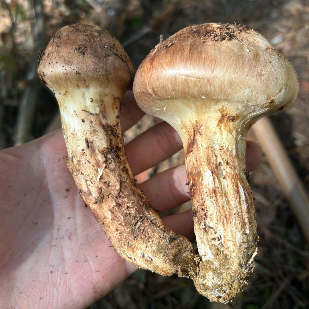 松茸 国産 信州産 長野県産 野菜